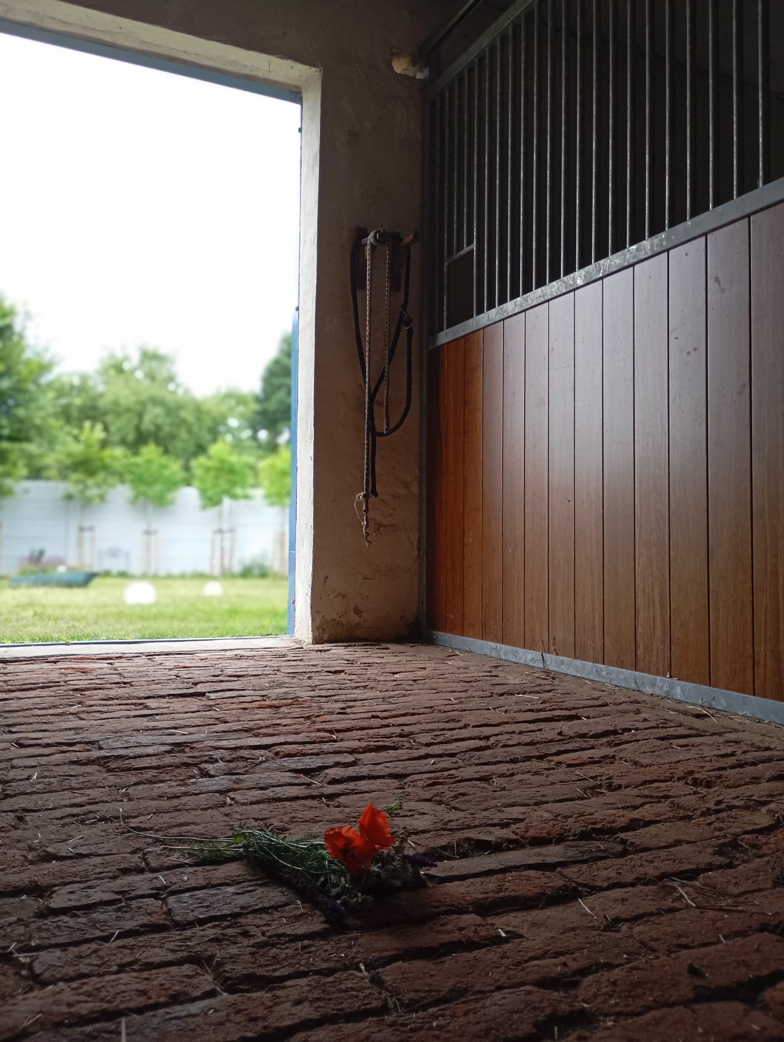 Pferdebox mit Blick in den Garten